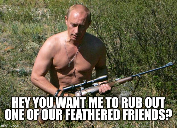 Putin Assassin | HEY YOU WANT ME TO RUB OUT ONE OF OUR FEATHERED FRIENDS? | image tagged in putin assassin | made w/ Imgflip meme maker