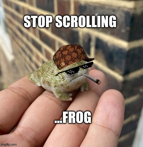 Frog | STOP SCROLLING; ...FROG | image tagged in frog,chad | made w/ Imgflip meme maker