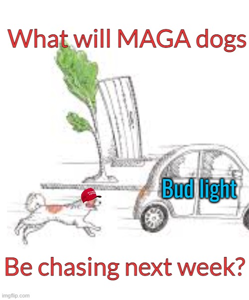 Chasing cars for the MAGA echo chamber | What will MAGA dogs; Bud light; Be chasing next week? | image tagged in maga,dogs,transgender,bud light,politics | made w/ Imgflip meme maker