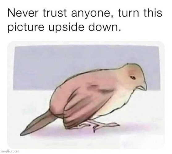Same so turn your phone/computer upside down | made w/ Imgflip meme maker