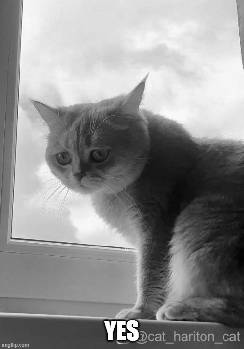 Sad cat | YES | image tagged in sad cat | made w/ Imgflip meme maker