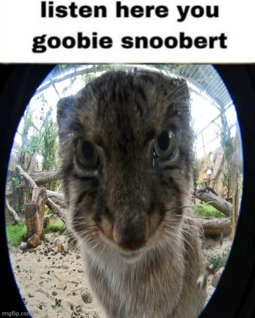 Listen here | image tagged in listen here | made w/ Imgflip meme maker