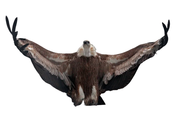 Griffon's Vulture Elmo Pose Blank Meme Template