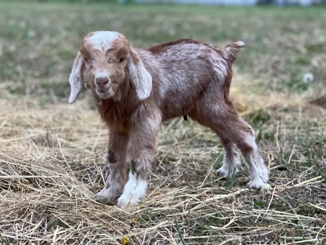 Photo shoot with my baby goats. | image tagged in cute animals,goat,photography | made w/ Imgflip meme maker