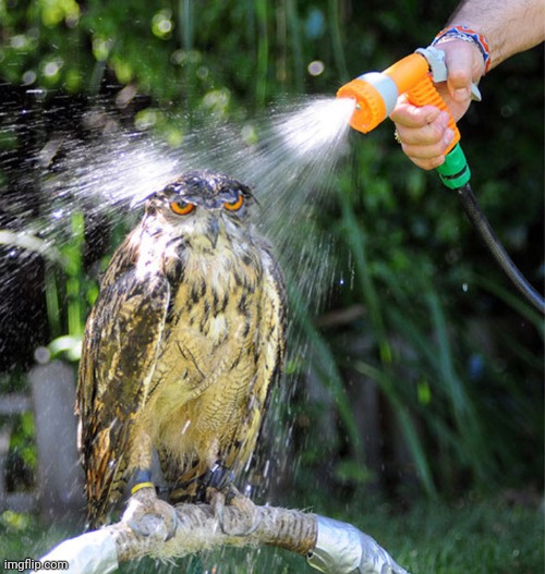owl wet shower | image tagged in owl wet shower | made w/ Imgflip meme maker