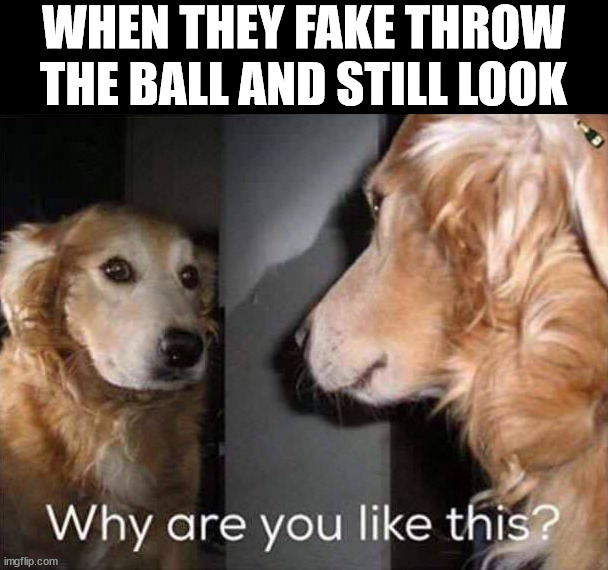 WHEN THEY FAKE THROW THE BALL AND STILL LOOK | image tagged in dogs | made w/ Imgflip meme maker