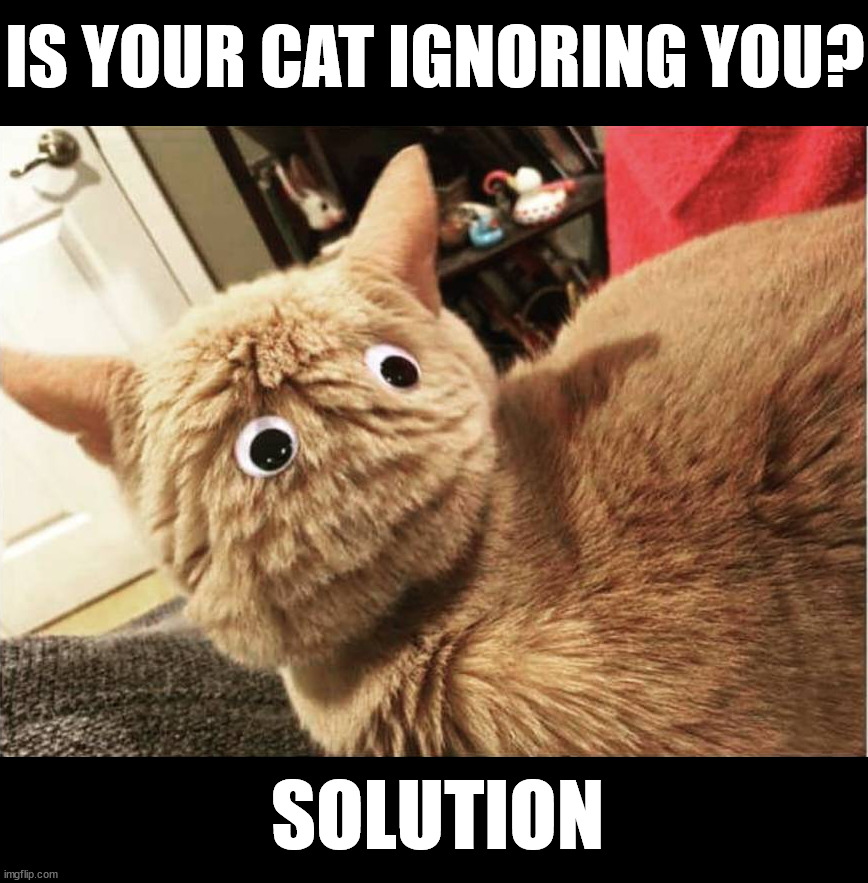 IS YOUR CAT IGNORING YOU? SOLUTION | image tagged in cats | made w/ Imgflip meme maker