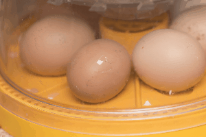 Chick Hatching! | image tagged in gifs | made w/ Imgflip images-to-gif maker