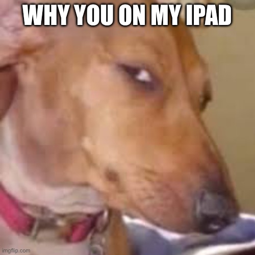 Fun | WHY YOU ON MY IPAD | image tagged in doge | made w/ Imgflip meme maker