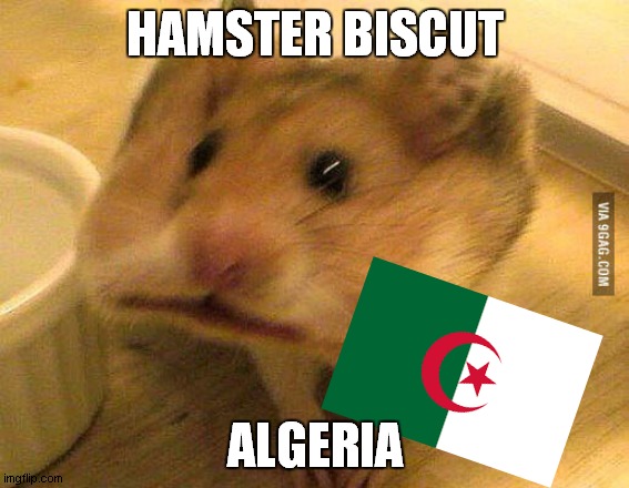 hamster bicut | HAMSTER BISCUT; ALGERIA | image tagged in craker hamster | made w/ Imgflip meme maker