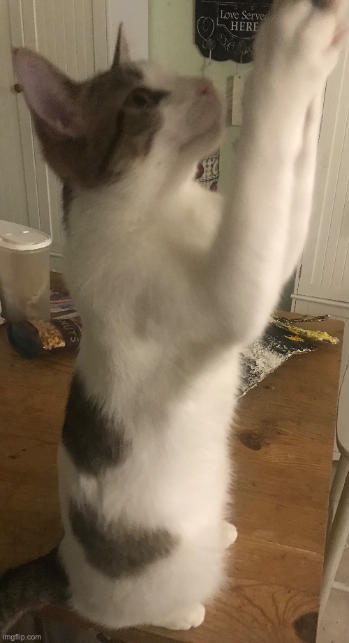 My cat on her hind legs grabbing a paintbrush | image tagged in cats,lol,funny,cute cat | made w/ Imgflip meme maker