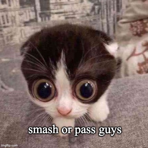 omg trend ! ! ! | smash or pass guys | image tagged in cat | made w/ Imgflip meme maker