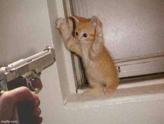 cat robbery | image tagged in cat robbery | made w/ Imgflip meme maker