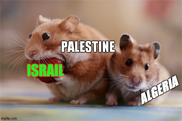 algeria & palestine atack isreil(two hamster is algeria & palestine ) | PALESTINE; ISRAIL; ALGERIA | image tagged in hamster | made w/ Imgflip meme maker