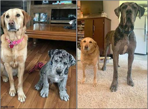Then Vs Now ! | image tagged in dogs,puppy,great dane,then vs now | made w/ Imgflip meme maker
