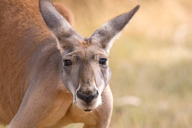 Kangaroo Blank Meme Template