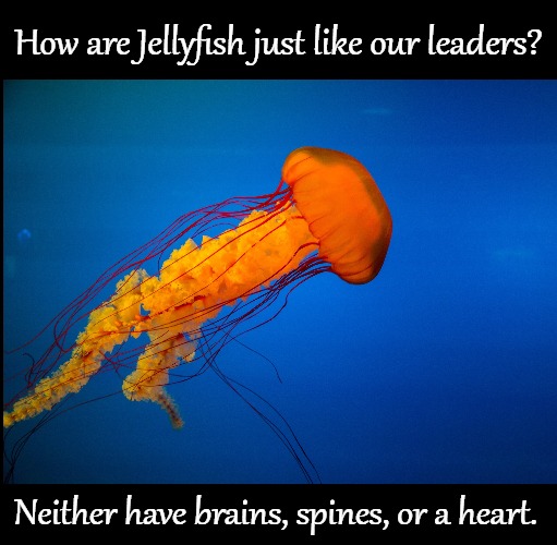 Phallic Symbols | How are Jellyfish just like our leaders? Neither have brains, spines, or a heart. | image tagged in illuminati confirmed,jellyfish,funny,joke | made w/ Imgflip meme maker