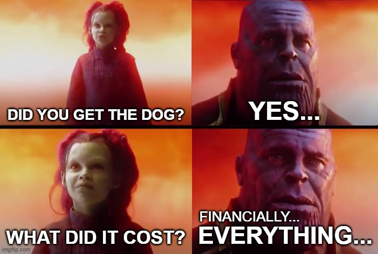 I will never financially recover from this... | DID YOU GET THE DOG? YES... FINANCIALLY... WHAT DID IT COST? EVERYTHING... | image tagged in thanos what did it cost,buy the dog,doggo,financially ruined,kids | made w/ Imgflip meme maker