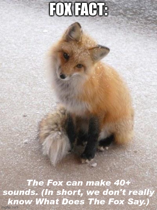 FOX FACTS 5 | FOX FACT:; The Fox can make 40+ sounds. (In short, we don't really know What Does The Fox Say.) | image tagged in fox,5 | made w/ Imgflip meme maker