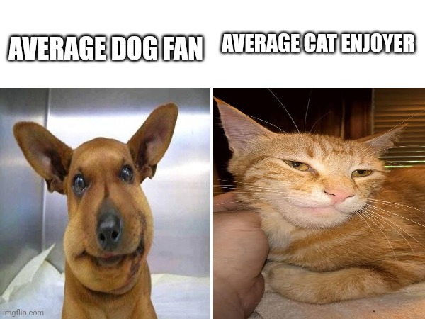 Bro the cat looks like an giga chad | AVERAGE CAT ENJOYER; AVERAGE DOG FAN | image tagged in giga chad,cats,dogs,memes,giga cat | made w/ Imgflip meme maker