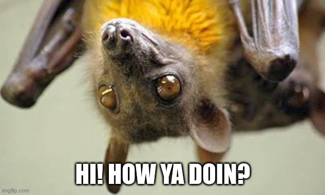 *appears* squeak | HI! HOW YA DOIN? | image tagged in fruit bats | made w/ Imgflip meme maker
