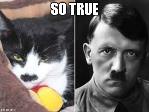 Hitlers cat | SO TRUE | image tagged in funny | made w/ Imgflip meme maker