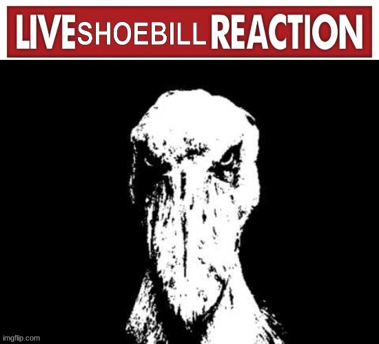 Live Shoebill Reaction | image tagged in live shoebill reaction | made w/ Imgflip meme maker
