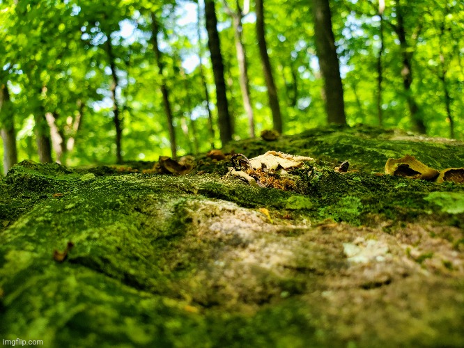 Rock with forest background | image tagged in forest,photo | made w/ Imgflip meme maker