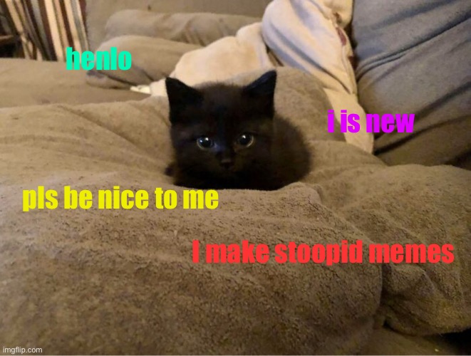 :) | henlo; i is new; pls be nice to me; I make stoopid memes | image tagged in kitty,kitten,small,black cat,adorable,cute | made w/ Imgflip meme maker