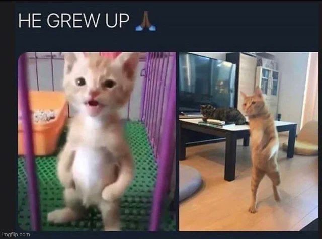 What a legend! | image tagged in memes,funny,cats | made w/ Imgflip meme maker