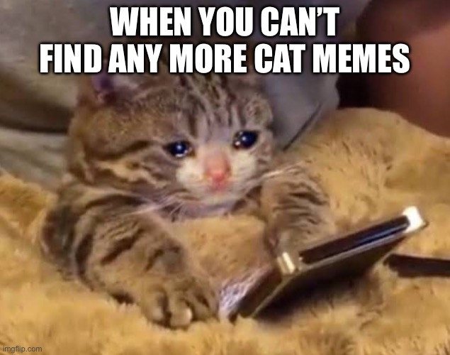 It’s the end of the world!!! | WHEN YOU CAN’T FIND ANY MORE CAT MEMES | image tagged in cat,sad | made w/ Imgflip meme maker