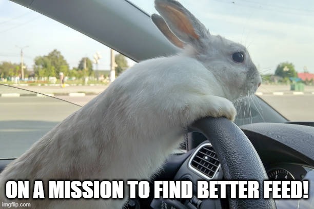 Bunny Drive | ON A MISSION TO FIND BETTER FEED! | image tagged in funny bunny | made w/ Imgflip meme maker
