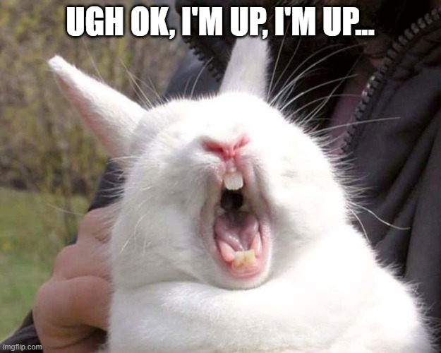 Ok Bunny | UGH OK, I'M UP, I'M UP... | made w/ Imgflip meme maker