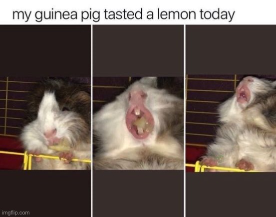 image tagged in memes,funny,repost | made w/ Imgflip meme maker