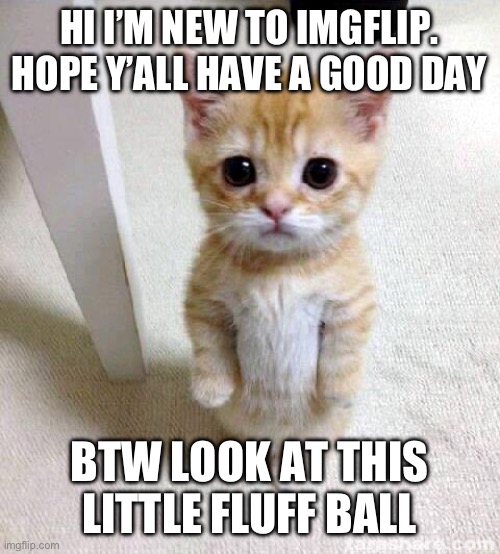 This is my 2nd meme hope it’s not bad :) | HI I’M NEW TO IMGFLIP. HOPE Y’ALL HAVE A GOOD DAY; BTW LOOK AT THIS LITTLE FLUFF BALL | image tagged in memes,cute cat | made w/ Imgflip meme maker