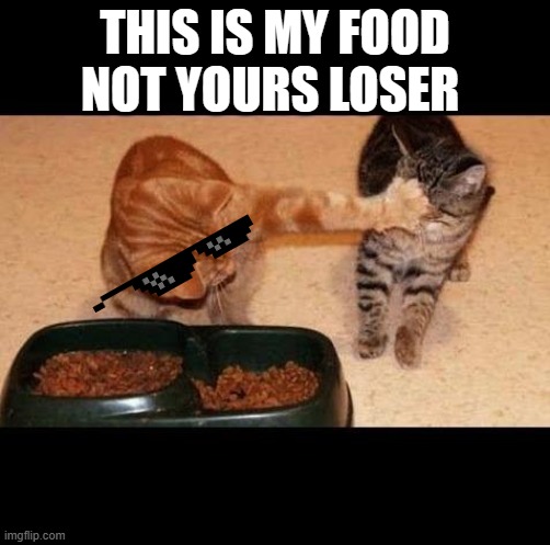 cats share food | THIS IS MY FOOD NOT YOURS LOSER | image tagged in cats share food | made w/ Imgflip meme maker