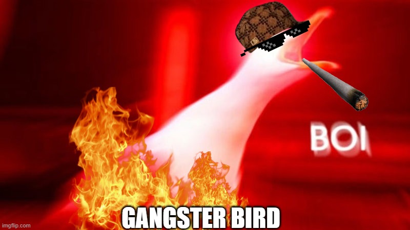 BIRD INHAILING NIBBA | GANGSTER BIRD | image tagged in bird inhailing nibba | made w/ Imgflip meme maker