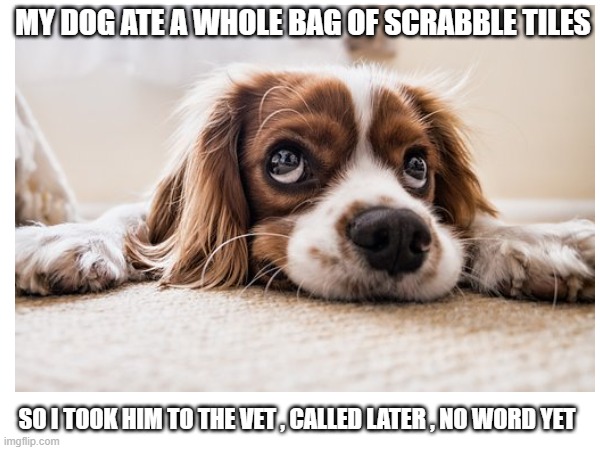 Scrabble | MY DOG ATE A WHOLE BAG OF SCRABBLE TILES; SO I TOOK HIM TO THE VET , CALLED LATER , NO WORD YET | image tagged in memes,dog | made w/ Imgflip meme maker
