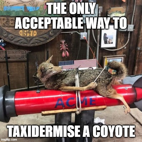 Wile E. Coyote | THE ONLY ACCEPTABLE WAY TO; TAXIDERMISE A COYOTE | image tagged in funny,animals,wile e coyote,coyote,looney tunes,cartoons | made w/ Imgflip meme maker