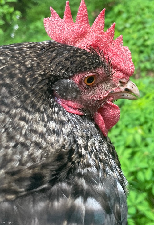 A close up photo of Quimby’s head | image tagged in chicken,nice cock bro,photos,photography | made w/ Imgflip meme maker