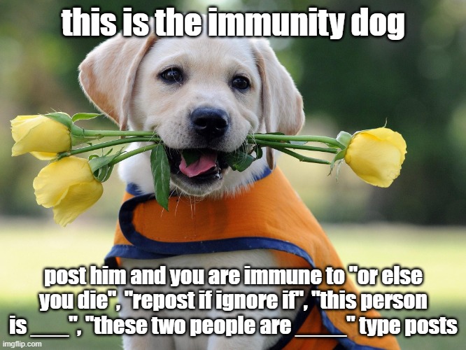 p | this is the immunity dog; post him and you are immune to "or else you die", "repost if ignore if", "this person is ___", "these two people are ____" type posts | image tagged in cute dog | made w/ Imgflip meme maker