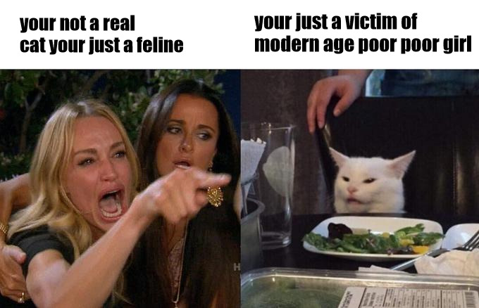 WHEN BOTH PARTIES HAVE A DISAGREEMENT | your just a victim of modern age poor poor girl; your not a real cat your just a feline | image tagged in memes,woman yelling at cat | made w/ Imgflip meme maker