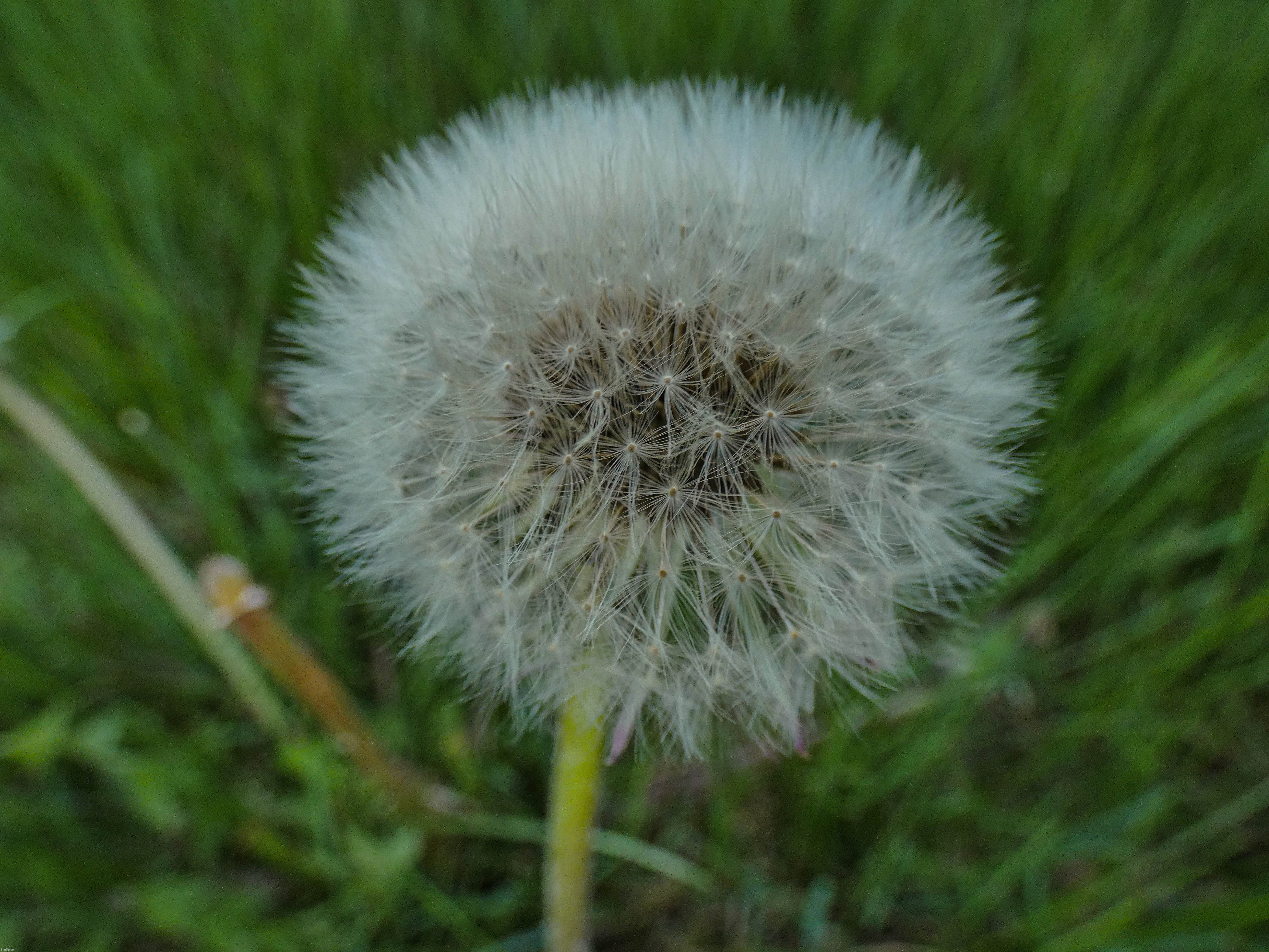 A puffy dandelion | image tagged in share your own photos | made w/ Imgflip meme maker