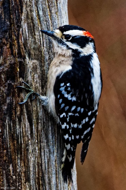 Grandfather Series: Ep. 2: Bird, Downey woodpecker, male (Birdnerd01) | image tagged in help me identify,unknown bird to me,birdnerd01 | made w/ Imgflip meme maker