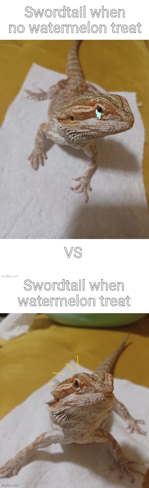 Wholesome lizard post :) | VS; Swordtail when watermelon treat | image tagged in watermelon | made w/ Imgflip meme maker