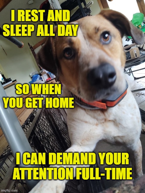 Rested doggo | I REST AND SLEEP ALL DAY; SO WHEN YOU GET HOME; I CAN DEMAND YOUR ATTENTION FULL-TIME | image tagged in memes,dog,rest | made w/ Imgflip meme maker