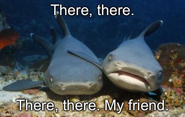 empathetic shark | There, there. There, there. My friend. | image tagged in empathetic shark | made w/ Imgflip meme maker