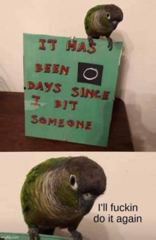 image tagged in memes,funny,bird memes | made w/ Imgflip meme maker