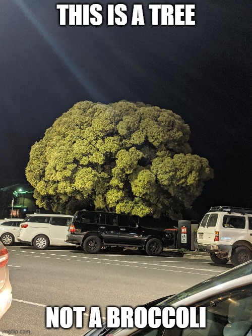 THIS IS A TREE; NOT A BROCCOLI | image tagged in memes,tree | made w/ Imgflip meme maker