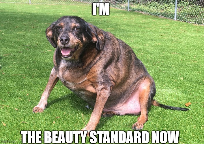 The Standard | I'M; THE BEAUTY STANDARD NOW | image tagged in fat dog,funny memes,funny dogs,fat,beauty,woke | made w/ Imgflip meme maker